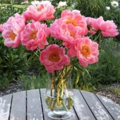 Peony 'Coral Charm' -Verdelyn Sales x600 26594