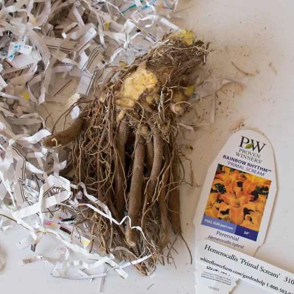 Hemerocallis (Daylily) Rainbow Rhythm® 'Primal Scream' 2 Hemerocallis (Daylily) Rainbow Rhythm® 'Primal Scream' - Image 2