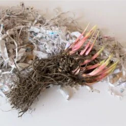 Iris Sibirica 'Caesar's Brother' -Verdelyn Sales x600 26633