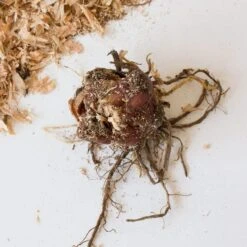 Lilium 'Black Beauty' 9 Lilium 'Black Beauty' -Verdelyn Sales x600 26637 2