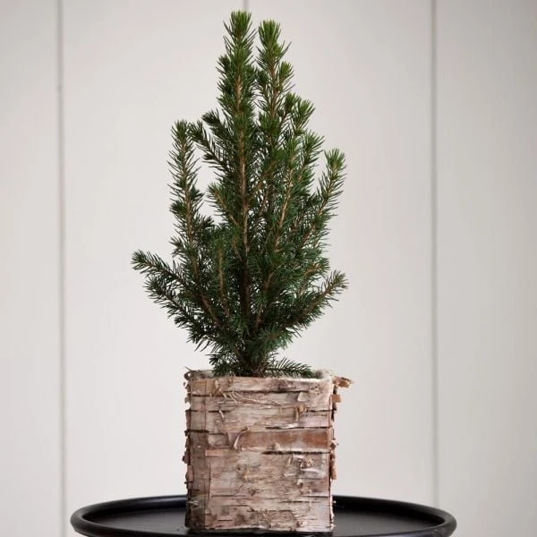 Dwarf Alberta Spruce Tree In 4" Square Birch Cachepot 1 Dwarf Alberta Spruce Tree In 4" Square Birch Cachepot