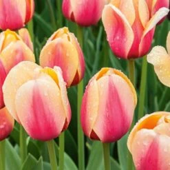 Next Generation Perennial Tulip Mix -Verdelyn Sales x600 27073