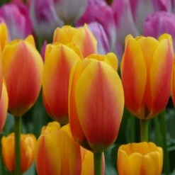 Next Generation Perennial Tulip Mix -Verdelyn Sales x600 27075