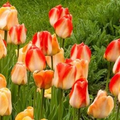 Next Generation Perennial Tulip Mix -Verdelyn Sales x600 27078