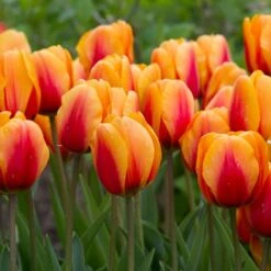 Next Generation Perennial Tulip Mix -Verdelyn Sales x600 27082