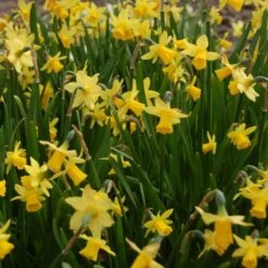 Narcissus 'Tête-à-Tête' -Verdelyn Sales x600 27097