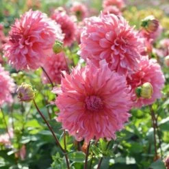Dahlia 'Islander' -Verdelyn Sales x600 27131