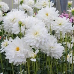 Dahlia 'Eternal Snow' -Verdelyn Sales x600 27134