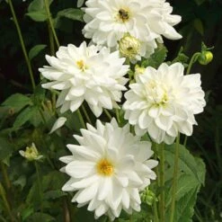 Dahlia 'Eternal Snow' -Verdelyn Sales x600 27135