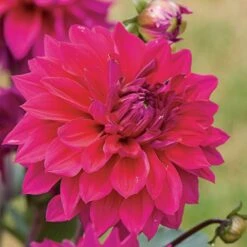 Dahlia 'Engelhardt's Matador' 7 Dahlia 'Engelhardt's Matador' -Verdelyn Sales x600 27312