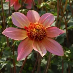 Dahlia 'Totally Tangerine' -Verdelyn Sales x600 27325