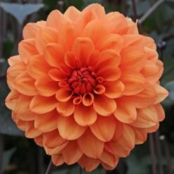 Dahlia 'David Howard' -Verdelyn Sales x600 27328