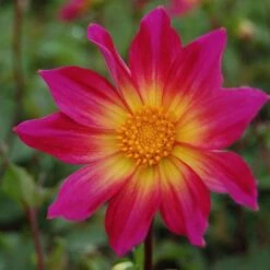 Dahlia 'Bright Eyes' 6 Dahlia 'Bright Eyes' -Verdelyn Sales x600 27331