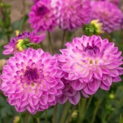 Dahlia 'Mediterrannee' -Verdelyn Sales x600 27332