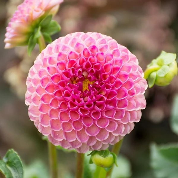 Dahlia 'Burlesca' 2 Dahlia 'Burlesca' - Image 2