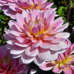 Dahlia 'Pink Magic' -Verdelyn Sales x600 27337