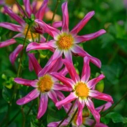 Dahlia 'Honka Pink' -Verdelyn Sales x600 27341