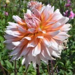Dahlia 'Okapis Sunset' -Verdelyn Sales x600 27355