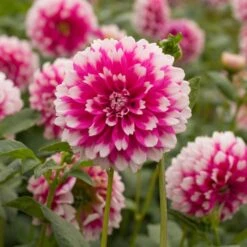 Dahlia 'Fuzzy Wuzzy' -Verdelyn Sales x600 27358