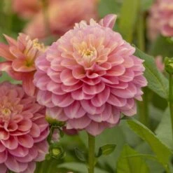 Dahlia 'Milena Fleur' -Verdelyn Sales x600 27360