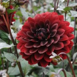 Dahlia 'Karma Choc' -Verdelyn Sales x600 27379