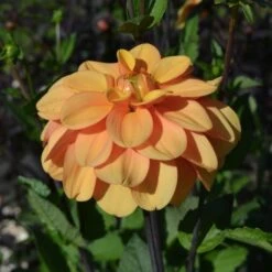 Dahlia 'Ginger Snap' -Verdelyn Sales x600 27382