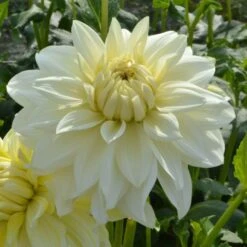Dahlia 'La Luna' -Verdelyn Sales x600 27386