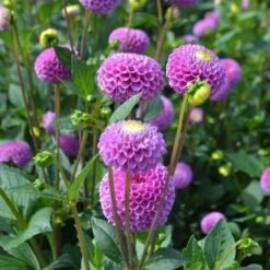 Dahlia 'Franz Kafka' -Verdelyn Sales x600 27389