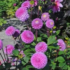 Dahlia 'Franz Kafka' -Verdelyn Sales x600 27390