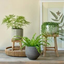 Senecio String Of Pearls In White Fiberstone Bowl -Verdelyn Sales x600 27550