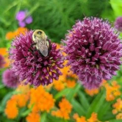 Allium Sphaerocephalon -Verdelyn Sales x600 27599