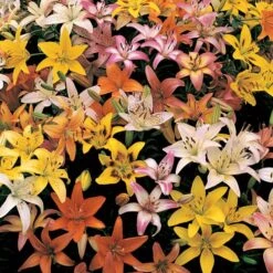 Lilium Naturalizing Mix -Verdelyn Sales x600 27732