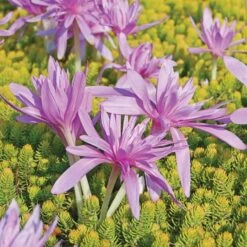 Colchicum 'Waterlily' -Verdelyn Sales x600 27748