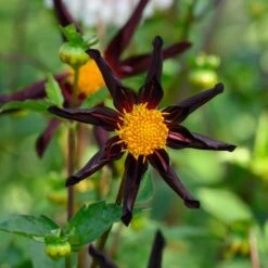 Dahlia 'Verrone's Obsidian' -Verdelyn Sales x600 27992