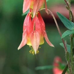 Aquilegia Canadensis -Verdelyn Sales x600 28244