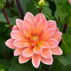 Dahlia 'Doctor P.H. Riedl' -Verdelyn Sales x600 28267