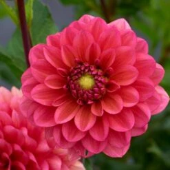 Dahlia 'Salmon Runner' -Verdelyn Sales x600 28278