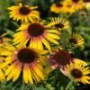 Echinacea Purpurea Butterfly™ Yellow Rainbow Marcella