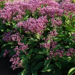 Eupatorium Purpureum Euphoria⢠Ruby