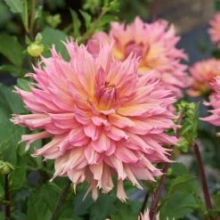 Dahlia 'Omega' -Verdelyn Sales x600 28457