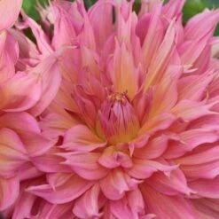 Dahlia 'Omega' -Verdelyn Sales x600 28458