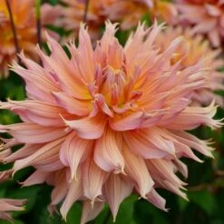 Dahlia 'Omega' -Verdelyn Sales x600 28459