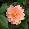 Dahlia 'Mister Frans'