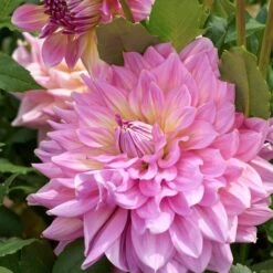 Dahlia 'Strawberry Ice' -Verdelyn Sales x600 28470
