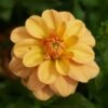 Dahlia 'Ginger Snap'