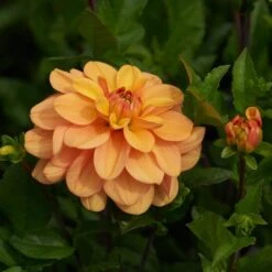 Dahlia 'Ginger Snap' -Verdelyn Sales x600 28472