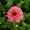 Dahlia 'Rawhide'