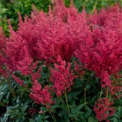 Astilbe 'Montgomery' -Verdelyn Sales x600 28659