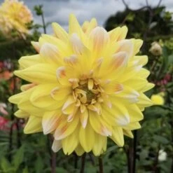 Dahlia 'Peaches And Cream' -Verdelyn Sales x600 28732