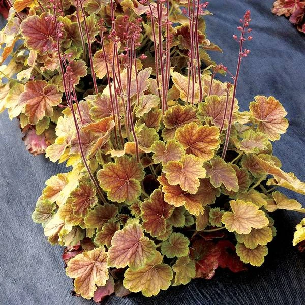 Heuchera Northern Exposure™ Sienna 2 Heuchera Northern Exposure™ Sienna - Image 2